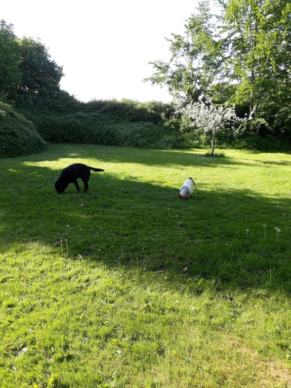 Adfærdsbehandling af hundeadfærd